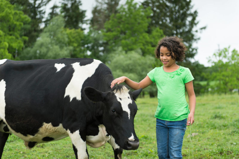 jeune fille avec une vache