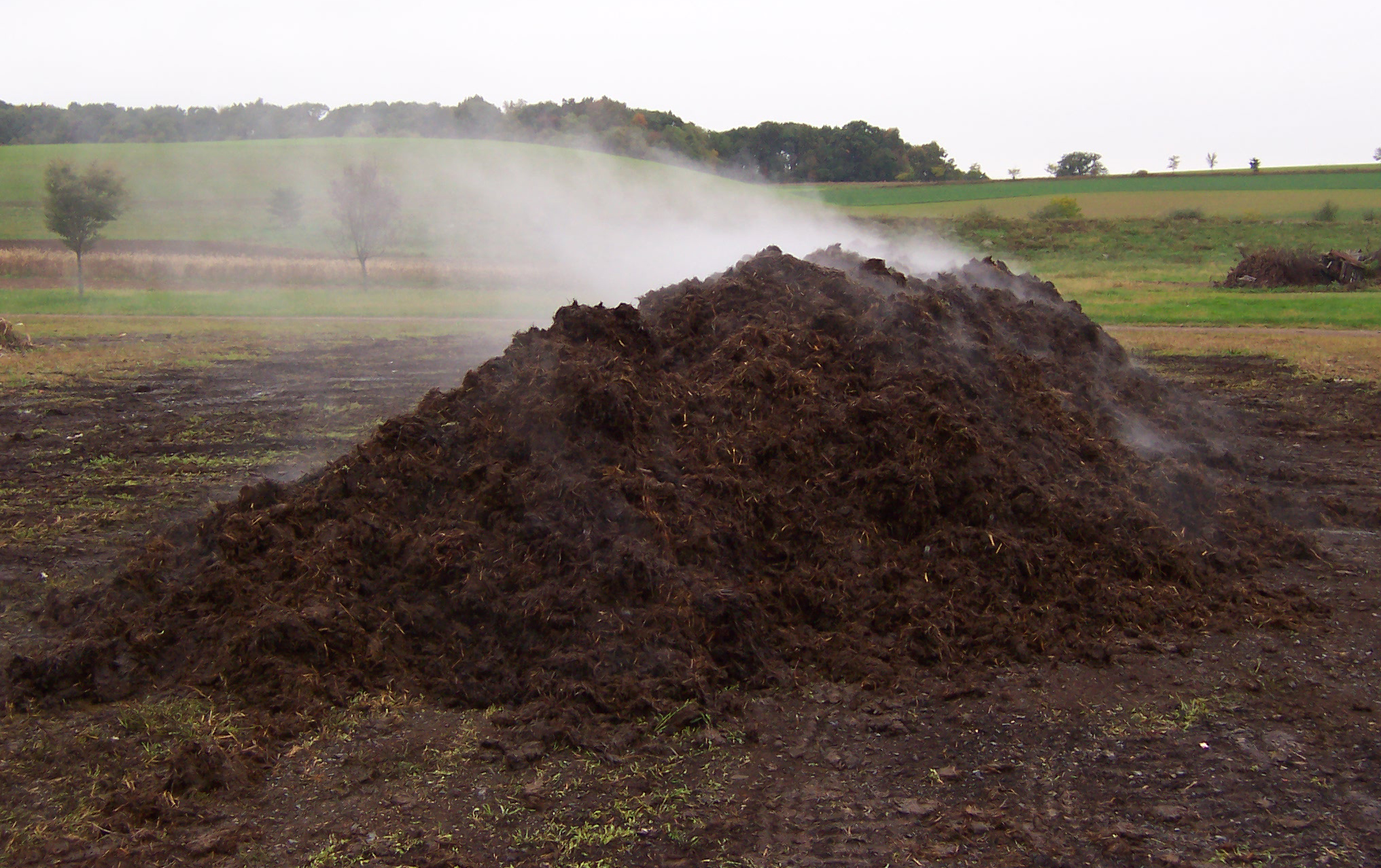 steaming pile of compost