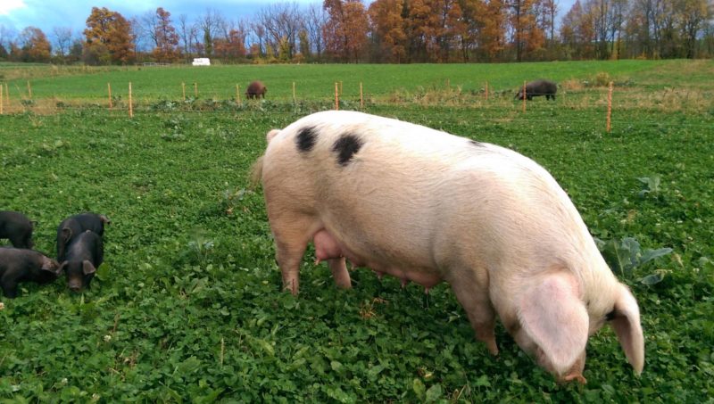 母猪在小牧场上放牧