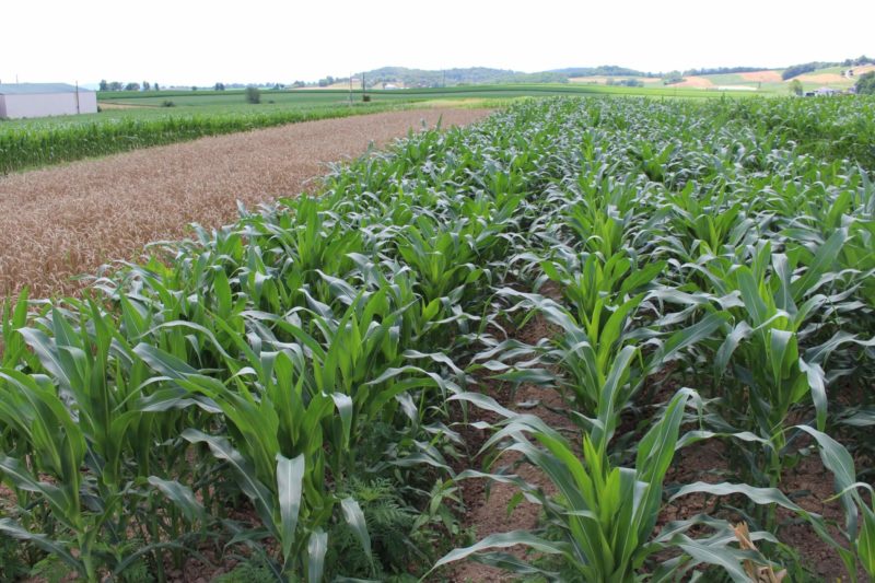 rows of small corn plants