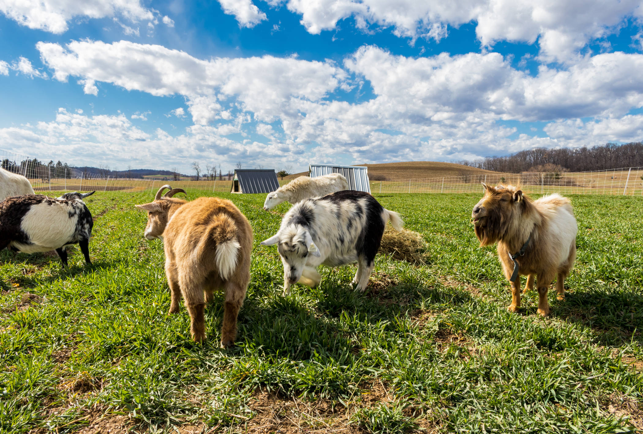 chèvres paissant au pâturage