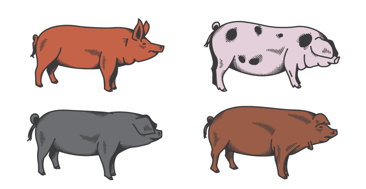 猪的遗产品种